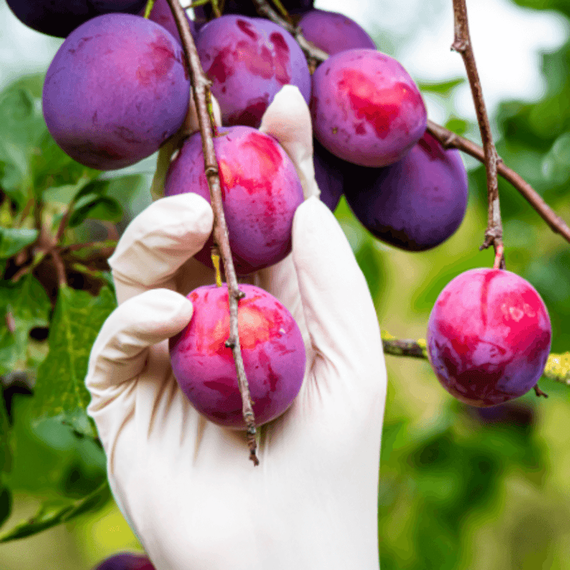 A hand wearing a white glove holds a cluster of ripe, purple plums on a tree branch, with green leaves and other plums blurred in the background.