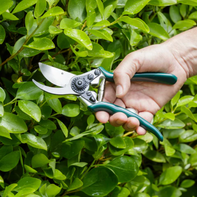 Burgon and Ball Professional Bypass Secateurs - RHS Endorsed (GTO/PRB)