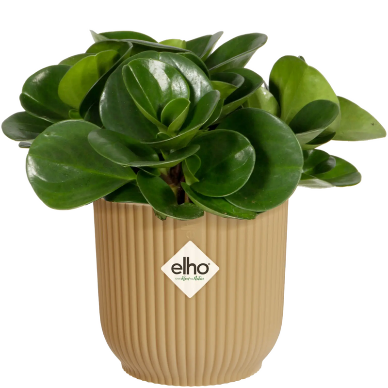 Elho Vibes Fold Round Indoor Flower Pot (18cm) - Butter Yellow